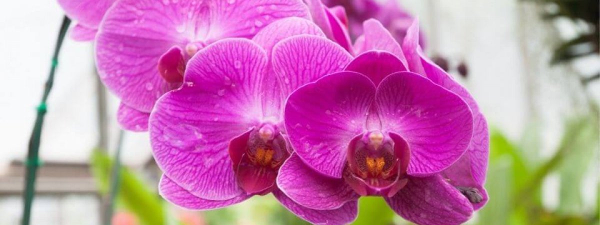 How to Repot Orchids