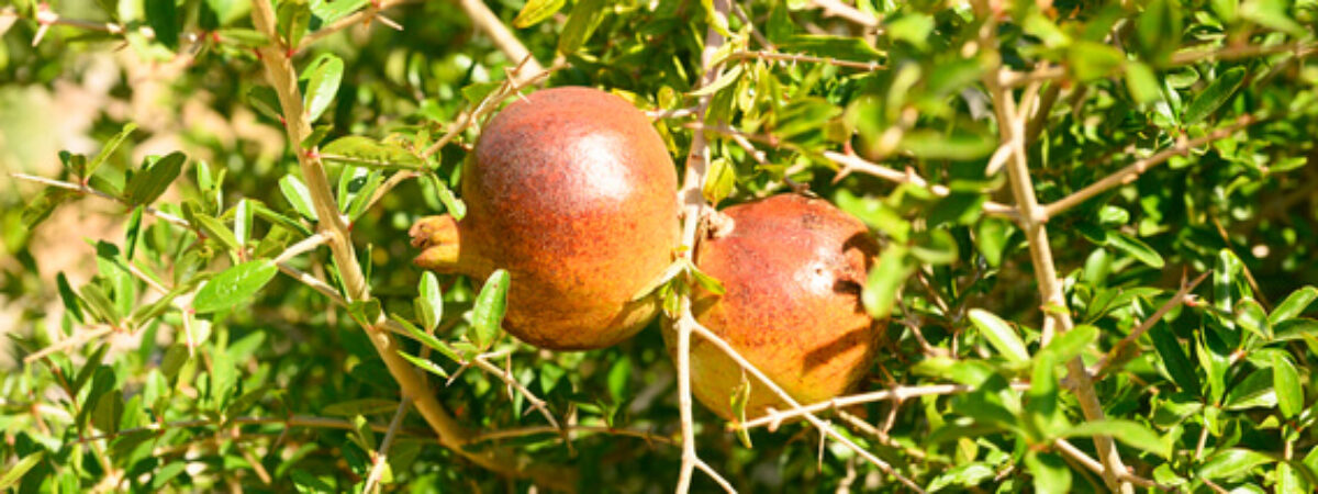 pomegranates plant