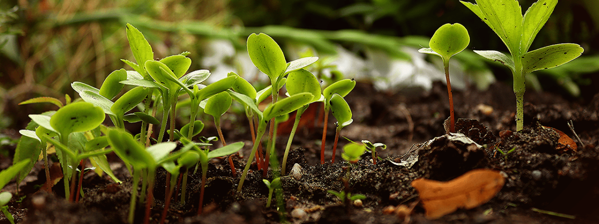 plant nutrient