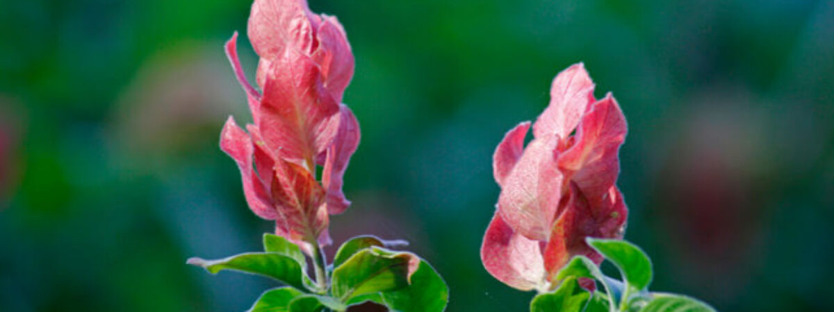 shrimp plant