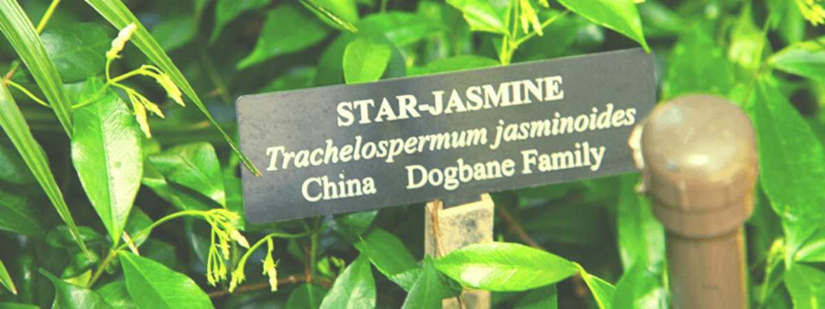 star jasmine