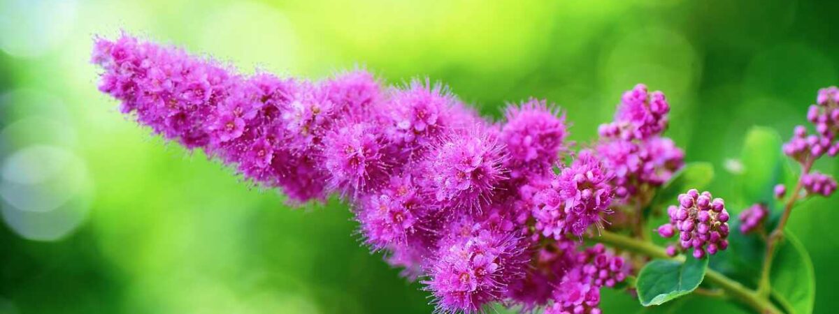 spiraea