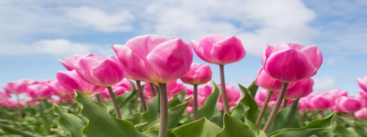 varieties of tulip