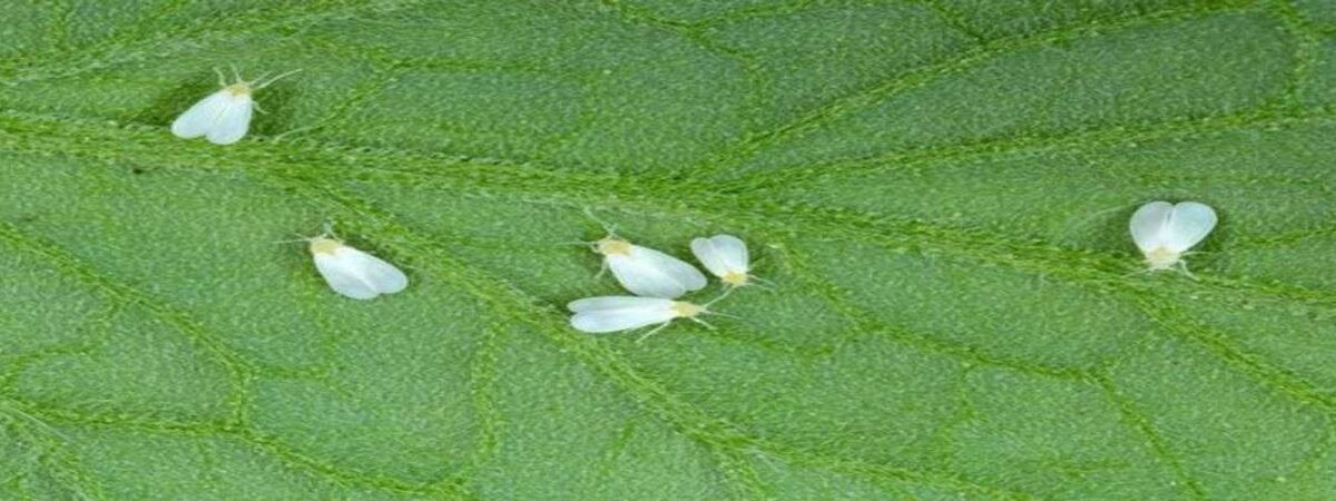 get rid of whiteflies